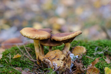 Closeup of vibrant mushrooms growing on forest floor