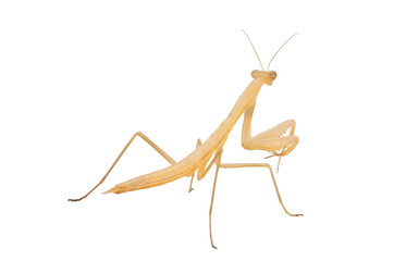 Baby Praying mantis isolated on white background, Mantis religiosa