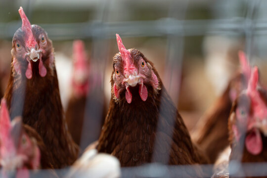 Front view of chickens (Gallus gallus domesticus) in a chicken pen at Rondriso Farm; Surrey, British Columbia, Canada