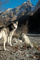 Dog in the mountains