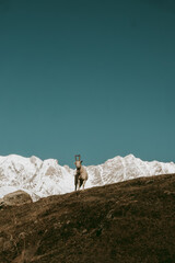 Goat on top of mountain