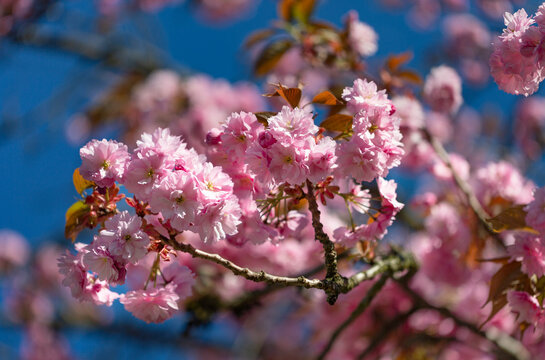 Pink cherry blossoms on a tree against a blue sky; North Vancouver, British Columbia, Canada