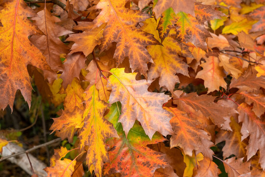Calm fall season. Maple leaves on sunny beautiful nature autumn background. Horizontal autumn banner with Maple leaf of red, yellow and green color. © Igor Syrbu