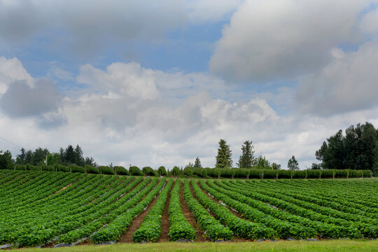 Field with rows of plants, farmland; Abbotsford, British Columbia, Canada
