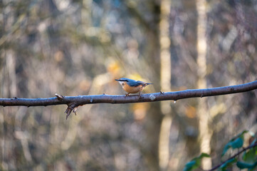 A nuthatch on a branch