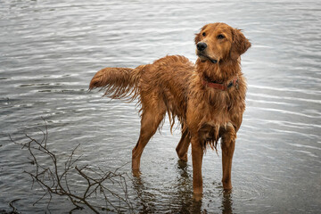 Golden Retriever standing in a lke with dripping water