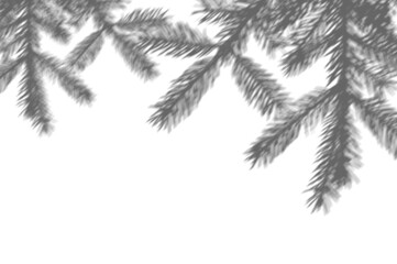 shadow from a christmas tree branch on png transparent background. textured surface of wall or table. space for text