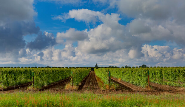 Rows of raspberry plants growing in a field, farm land; Abbotsford, British Columbia, Canada