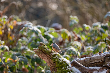 A nuthatch on an old tree stump