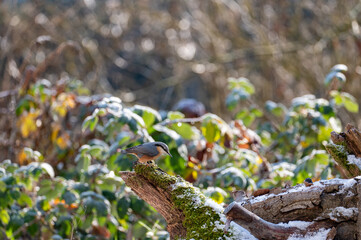 A nuthatch on an old tree stump