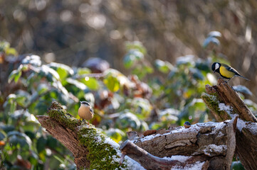 A nuthatch and a great tit    on an old tree stump