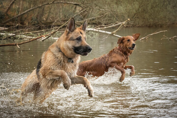 Golden Retriever and German Shepherd Dog playing in a lake