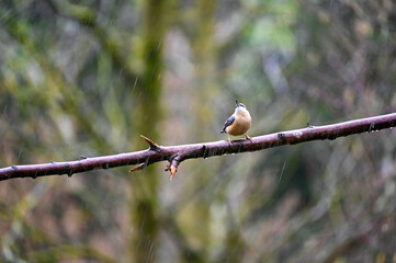 A nuthatch on a branch in the rain
