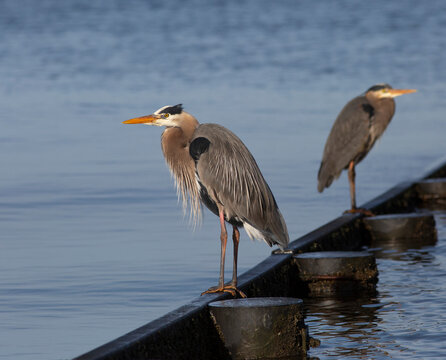 Two Herons perched and looking out at the water, Crescent Beach, BC, Canada; Surrey, British Columbia, Canada