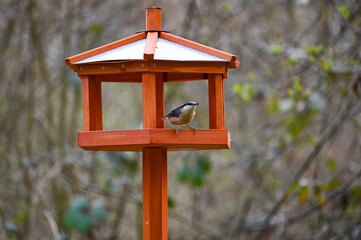 A nuthatch in the bird feeder