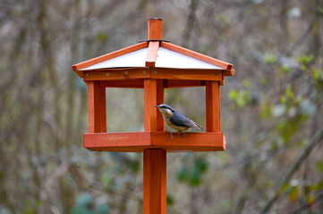 A nuthatch in the bird feeder