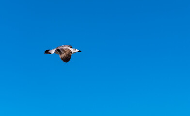 Möwe vor blauem Himmel