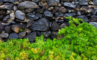 Gartenmauer aus Lavagestein ,Rocha da Relva,Sao Miguel,Azoren,Portugal,