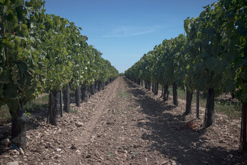 Fototapeta na wymiar Long row of vines aligned in the fields of the Ile de Ré
