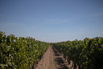 Fototapeta na wymiar Long row of vines aligned in the fields of the Ile de Ré