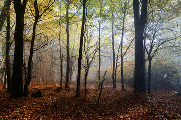 Waldstimmung Erholung Frühnebel November