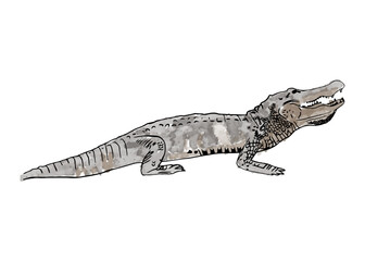 Naklejka premium a crocodile hand drawn with watercolors. isolated vector graphic