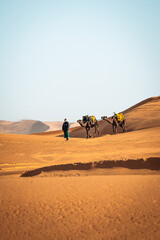 Portrait picture of berber walking with camels in Merzouga Sahara Morocco
