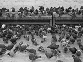 Birds - pigeons on the street in Krakow in front of the Cloth Hall. © Adam Bialek