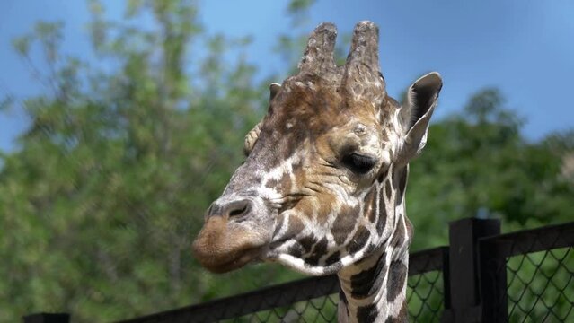 Beautiful giraffe stands tall in Moscow Zoo.