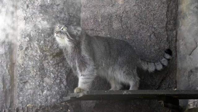 Manul is living in the grasslands and montane steppes of Central Asia.