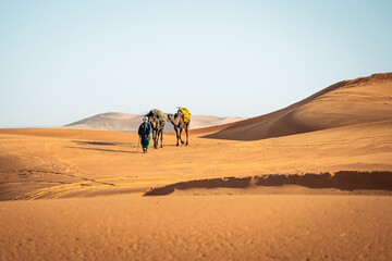 Fototapeta na wymiar Portrait picture of berber walking with camels in Merzouga Sahara Morocco