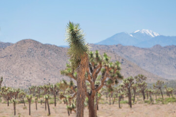 joshua tree national park yucca palm tree california