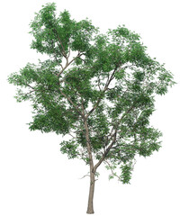 tree albero foglie verdi  - obrazy, fototapety, plakaty