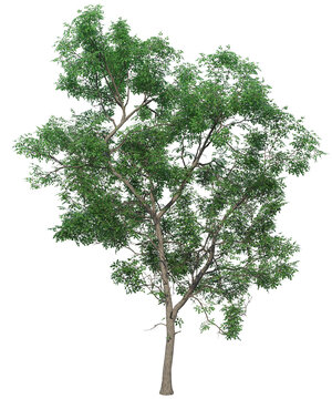 tree albero foglie verdi 