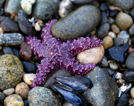 Close-up detail of a purple starfish and mollusk shells laying on rocks on a beach at low tide, Sunshine Coast; British Columbia, Canada