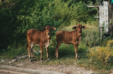 Beautiful Asian brown cows animals are graze on meadow, eating grass