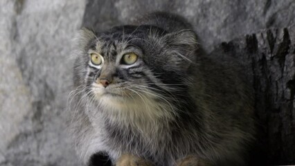 Manul is living in the grasslands and montane steppes of Central Asia.