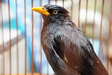 Javan Myna or Jalak kebo (Acridotheres javanicus) in a cage, his body is wet after being bathed.