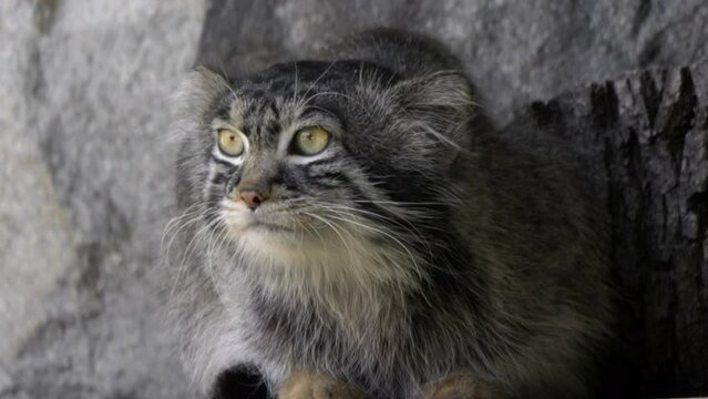 Manul is living in the grasslands and montane steppes of Central Asia.
