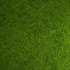 Fototapeta premium green grass texture background
