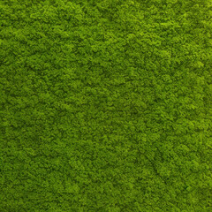 green grass texture background