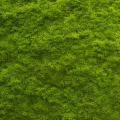 green grass texture background