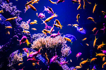 Fototapeta na wymiar Aquarium avec poissons