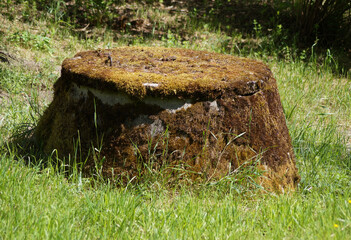 stump in the grass