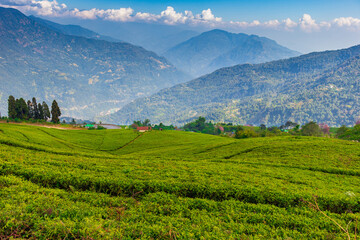 Fototapeta na wymiar A view of a terrace green tea garden with distant blue mountains amid white clouds and clear blue sky.