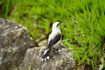 Obraz premium The masked water tyrant (Fluvicola nengeta) is a species of bird in the family Tyrannidae, the tyrant flycatchers, one of three in the genus Fluvicola. Botanical Garden, Rio de Janeiro, Brazil.