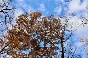 The beauty of the tall autumn tree in the forest.