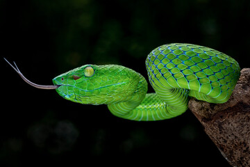 Barat Bamboo Pit viper (Trimeresurus popeiorum barati) ready to attack. Trimeresurus popeiorum...