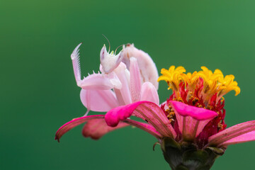 Flower Mantis or Orchid Mantis  (Hymenopus coronatus) is a mantis from Southeast Asia. 