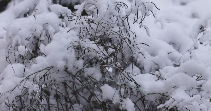 Snow covered branches of dry herbs in winter